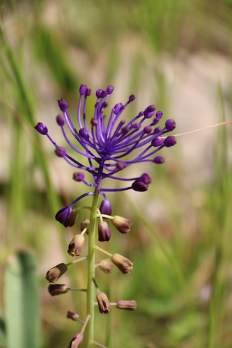 Tassel Hyacinth
