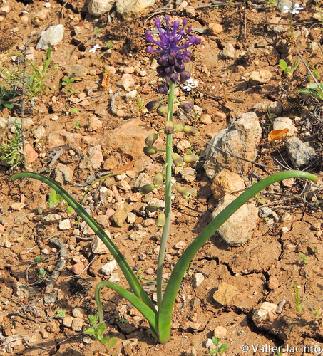 Tassel Hyacinth