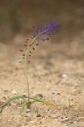 Tassel Hyacinth