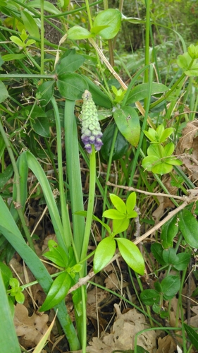 Tassel Hyacinth