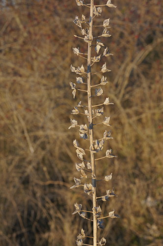 Tassel Hyacinth