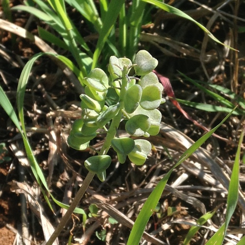 Tassel Hyacinth