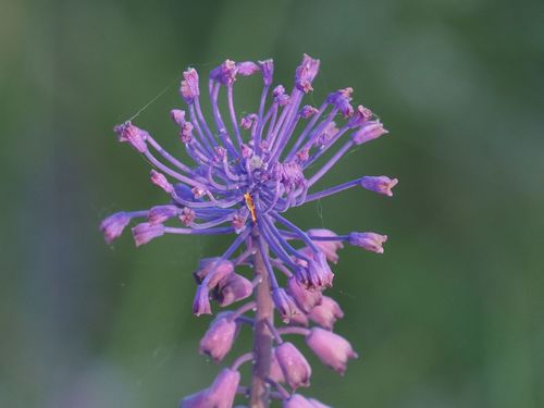 Tassel Hyacinth