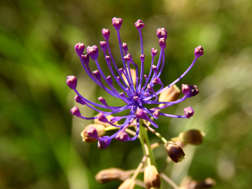 Tassel Hyacinth