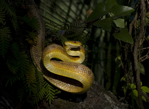 Eastern Ratsnake