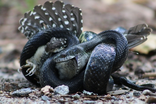 Eastern Ratsnake