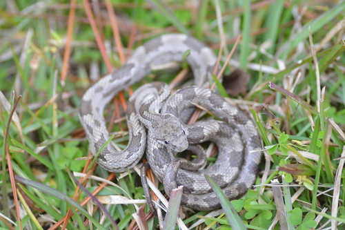Eastern Ratsnake