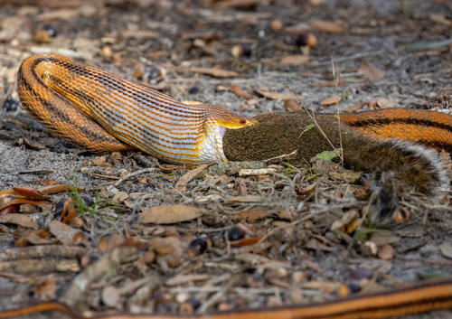 Eastern Ratsnake