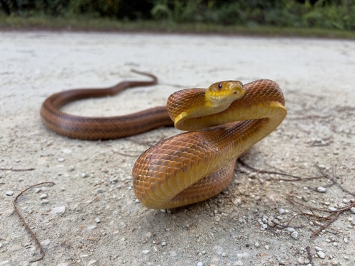 Eastern Ratsnake