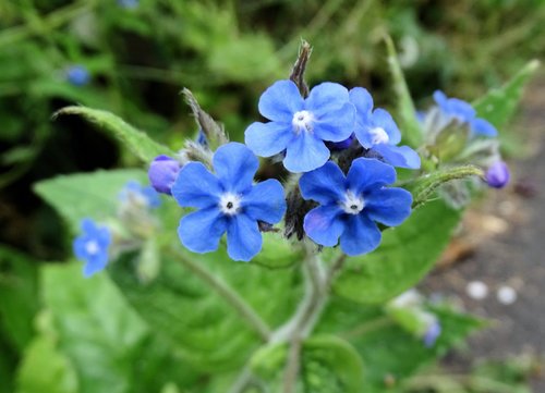 Green Alkanet