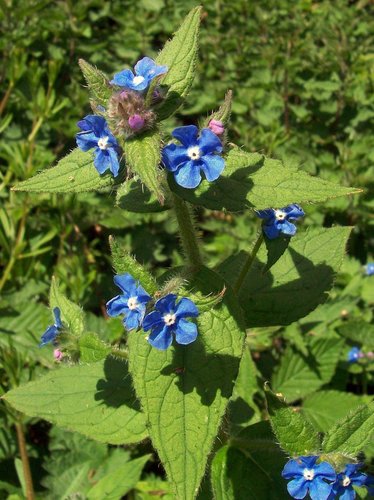 Green Alkanet