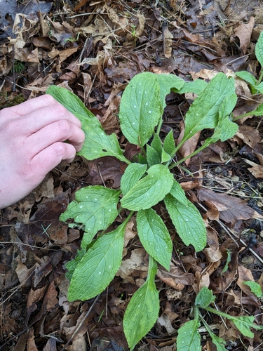 Green Alkanet