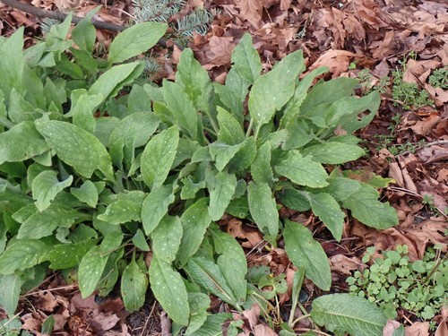 Green Alkanet