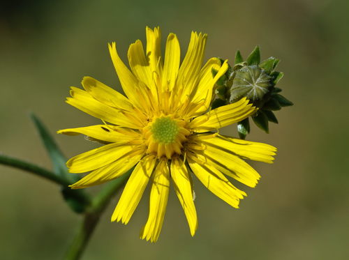 Hawkweed Oxtongue