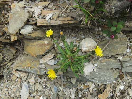 Hawkweed Oxtongue
