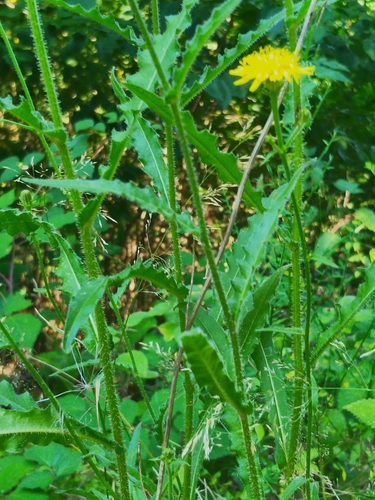 Hawkweed Oxtongue