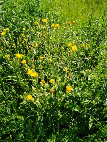 Hawkweed Oxtongue