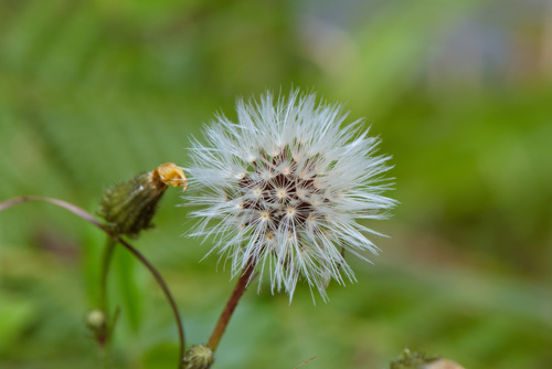 Hawkweed Oxtongue