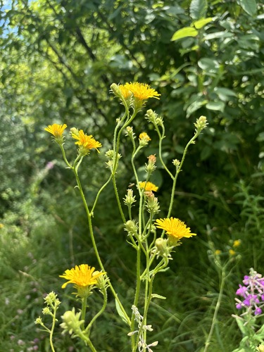 Hawkweed Oxtongue
