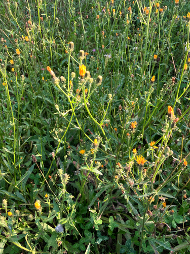Hawkweed Oxtongue