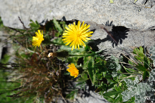 Hawkweed Oxtongue