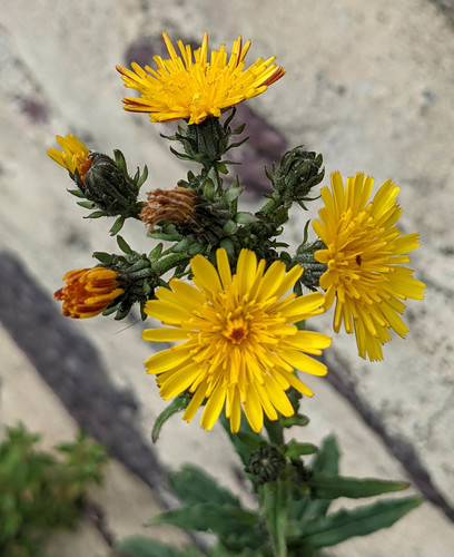 Hawkweed Oxtongue