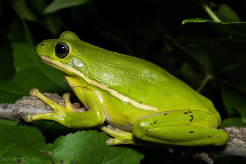 Green Treefrog