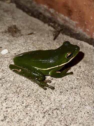 Green Treefrog