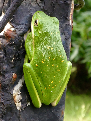 Green Treefrog