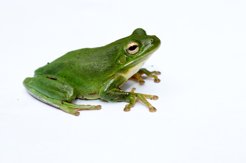 Green Treefrog