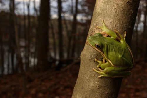 Green Treefrog