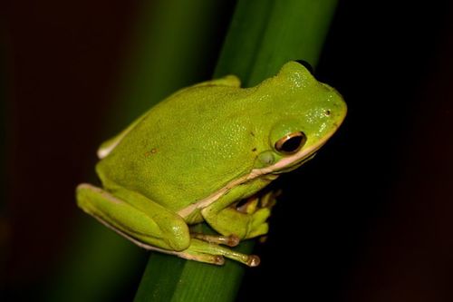 Green Treefrog