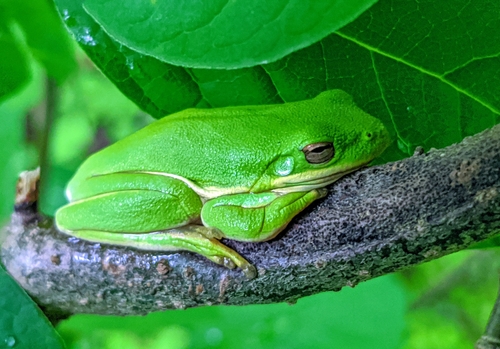 Green Treefrog