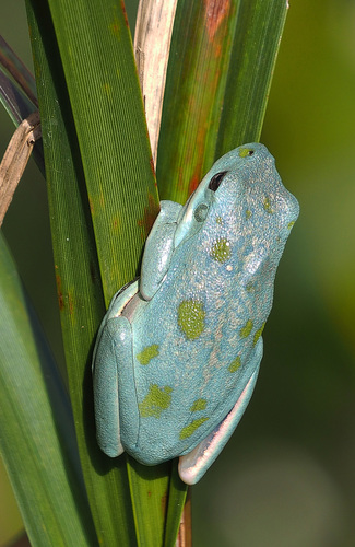 Green Treefrog