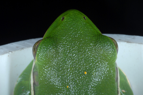 Green Treefrog