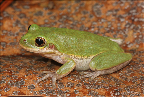 Squirrel Tree Frog