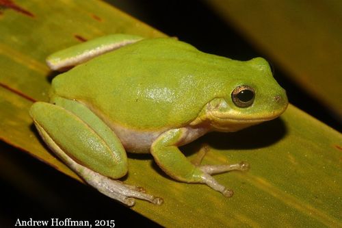 Squirrel Tree Frog