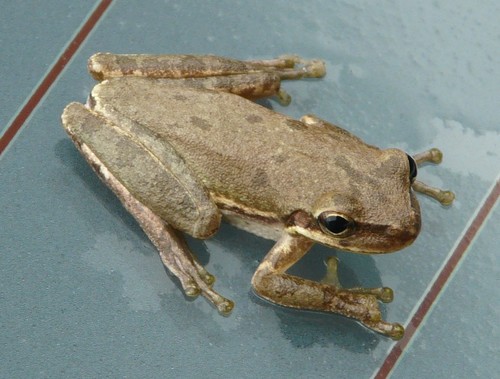 Squirrel Tree Frog