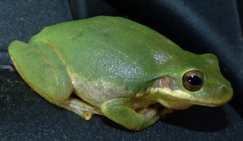 Squirrel Tree Frog