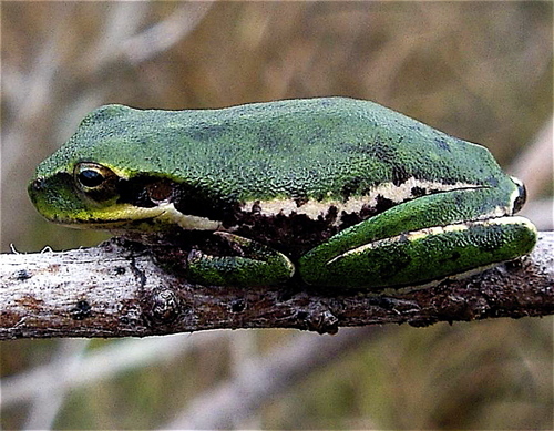 Squirrel Tree Frog