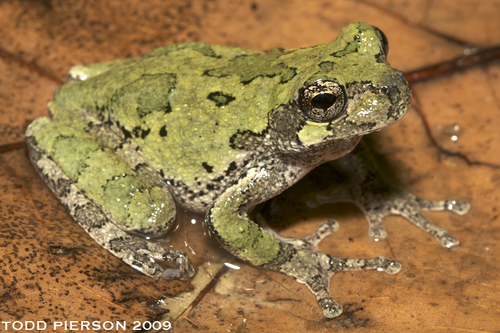 Cope's Gray Tree Frog
