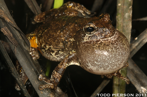 Cope's Gray Tree Frog