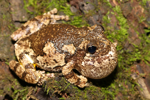 Cope's Gray Tree Frog