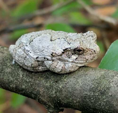 Cope's Gray Tree Frog
