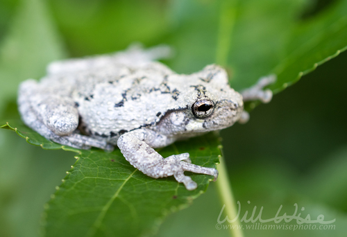 Cope's Gray Tree Frog