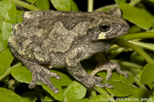 Gray Treefrog