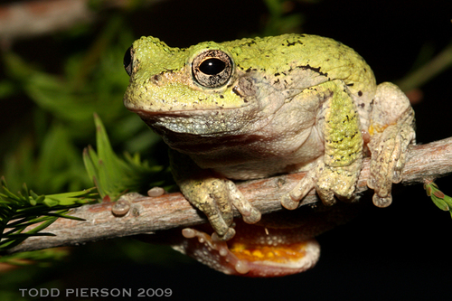 Gray Treefrog
