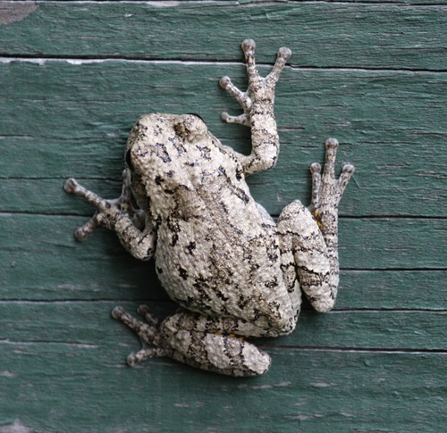 Gray Treefrog