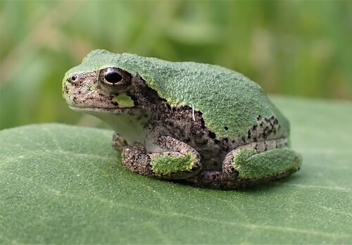 Gray Treefrog