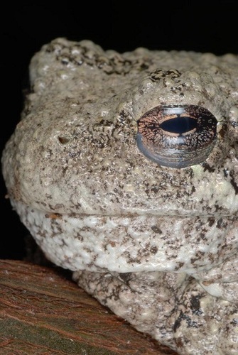Gray Treefrog